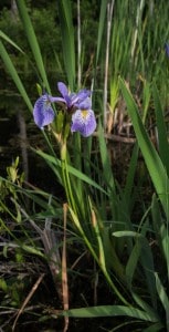 Blue Flag - June 18-19, 2016 - Lower Buckhorn Lake - Robin Blake 