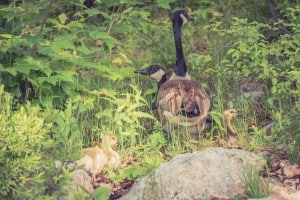 Canada Geese - June 18-19, 2016 - Lower Buckhorn Lake - Robin Blake 