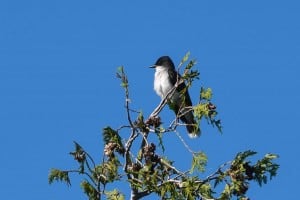 Eastern Kingbird - June 18-19, 2016 - Lower Buckhorn Lake - Robin Blake  