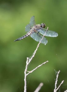 Four-spotted Skimmer - June 18-19, 2016 - Lower Buckhorn Lake - Robin Blake 