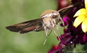 Gallium Sphinx moth 2 - June 4, 2016 - Gwen Forsyth