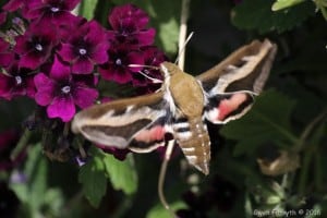 Gallium Sphinx moth - June 4, 2016 - Gwen Forsyth