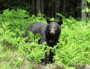 Mama bear - Killarney P.P. - Sue Paradisis 