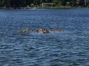 Nesting loon on Otonabee River - May 31, 2016 - Jacob Rodenburg