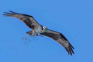 Osprey - June 18-19, 2016 - Lower Buckhorn Lake - Robin Blake 