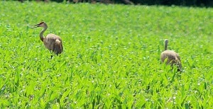 Sandhill Cranes - Northey Road - Selwyn Twsp - June 18, 2016 - Roy Bowles