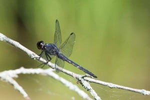 Slaty Skimmer - June 18-19, 2016 - Lower Buckhorn Lake - Robin Blake 