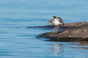 Spotted Sandpiper 1 - Lower Buckhorn L. - June 2016 -  Robin Blake