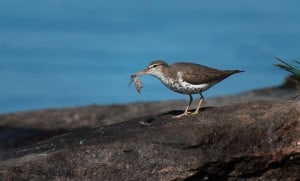 Spotted Sandpiper with dragonfly nymph in beak - Lower Buckhorn Lake - June  2016 -  Robin Blake