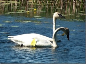 Trumpeter Swans - May 2016 - Barb Evett