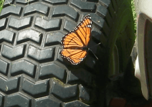 Viceroy butterfly in Havelock - Ulrike Kullik - June 10, 2016