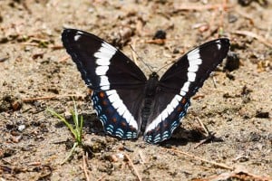 White Admiral -June 18-19, 2016 - Lower Buckhorn Lake - Robin Blake 