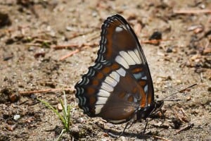 White Admiral -June 18-19, 2016 - Lower Buckhorn Lake - Robin Blake (9)