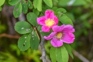 Wild Rose - June 18-19, 2016 - Lower Buckhorn Lake - Robin Blake 
