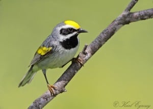 Male Golden-winged Warbler - Karl Egressy 