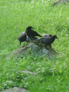 American Crows(2) June 12, 2016 - Peter Armstrong
