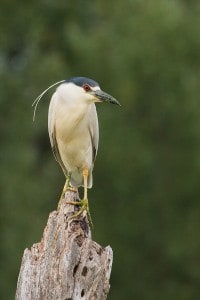 Black-crowned Night-Heron - Wikimedia