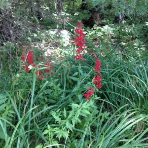 Cardinal Flower - August 3, 2016 - Big Gull Lake - Elaine Monkman