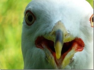 Close-up of Ring-billed Gull nicknamed Stanley - note red on eyes, beak - June 2016 - Barb Evett