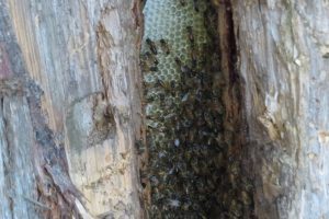 Feral Honey Bees on comb - Tom Northey 