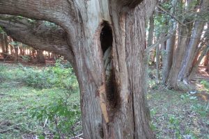 Feral honey bee nest - Tom Northey