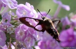 Hummingbird Clearwing Moth 2 - Gwen Forsyth - July 26, 2016