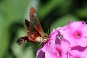 Hummingbird Clearwing Moth - Gwen Forsyth - July 26, 2016