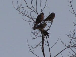 Merlin family (3) - Pat Maitland