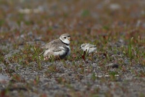 Mom w 2 Chicks - June 2016 - Darlington - Greg Piasetzki