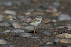 Piping Plover chick - June 2016 - Darlington - Greg Piasetzki