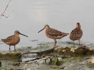 Short-billed Dowitchers - Blenheim Sewage Lagoon - May 12, 2016  Drew Monkman