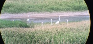 11 Great Egrets at Briar Hill B.S. August 28, 2016 - Luke Berg