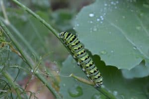 Black Swallowtail caterpillar on dill - Doug Gibson