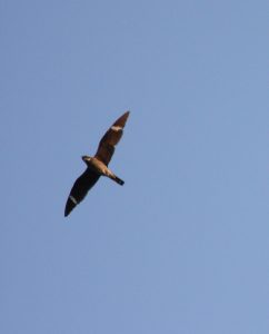 Common Nighthawk (note white bars on underside of wings)