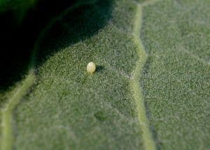 Monarch egg on milkweed leaf - Bfpage 