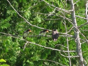 Eastern Kingbird family - August 7, 2016 - Peter Armstrong