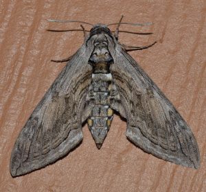  Five-spotted Hawk Moth (hornworm) Wikimedia