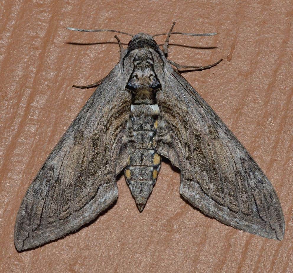 Five-spotted Hawkmoth