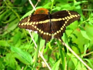 Giant Swallowtail - David Beaucage Johnson - Aug. 1, 2016