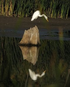 Great Egret - Carl Welbourn - Television Road, August 28, 2016