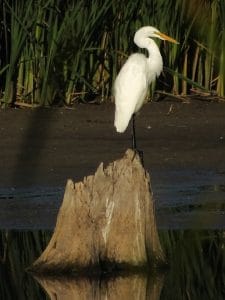 Great Egret 2 - Carl Welbourn  - Television Road - August 28, 2016 