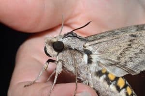 Manduca quinquemaculatus – Five-spotted Hawk Moth (tomato hornworm) Wikimedia