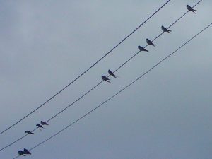 Swallows on wire in post-breeding flock - Wikimedia 