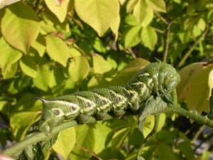 Tomato Hornworm 2 (Rick Stankiewicz)