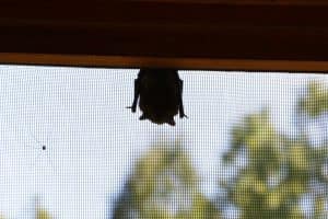 Probable Little Brown Bat - Crystal Lake near Kinmount - August 2016 - Michael Doran