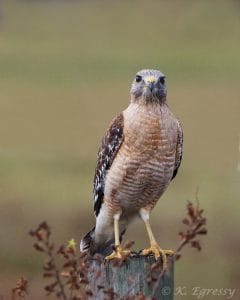 Red-shouldered Hawk - Karl Egressy