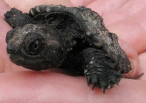 Baby Snapping Turtle - Stephenie Armstrong