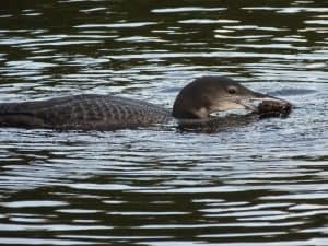 Common loon chick-sept-20-2016-carl-welbourne
