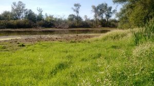 Loggerhead Marsh - late summer 2016 showing mud flat visited by migrating shorebirds  - Paul Frost 