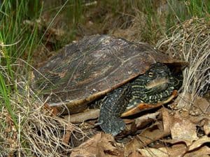 Map Turtle - June 6 2016 - Stoney Lake - Tim Dyson